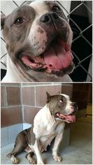 American Pit Bull Terrier Dogs for adoption in Cochran, GA, USA