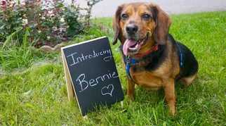 Medium Photo #1 Beagle Puppy For Sale in Greenbelt, MD, USA