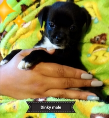 Chihuahua Dogs for adoption in Colton, CA, USA