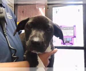 Medium Photo #1 Labrador Retriever-Unknown Mix Puppy For Sale in Tulsa, OK, USA