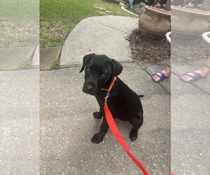 Pointer-Rottweiler Mix Dogs for adoption in McKinney, TX, USA