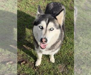 Siberian Husky Dogs for adoption in Riverside, CA, USA