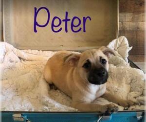 Chug Dogs for adoption in Cranston, RI, USA