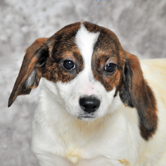 Beagle-Unknown Mix Dogs for adoption in Danville, KY, USA