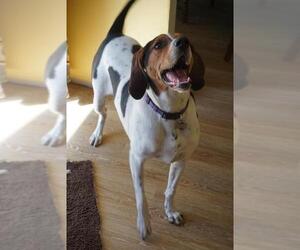 Treeing Walker Coonhound Dogs for adoption in Clinton , MI, USA