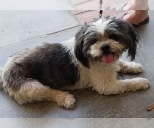 Shih Tzu Dogs for adoption in San Angelo, TX, USA