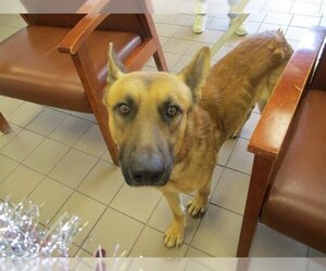 German Shepherd Dog Dogs for adoption in Ocala, FL, USA
