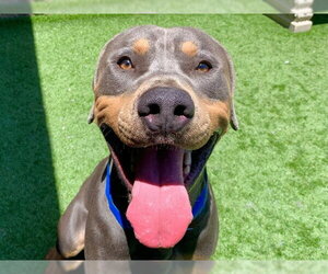 Rottweiler-Weimaraner Mix Dogs for adoption in Moreno Valley, CA, USA
