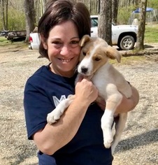 Labrador Retriever-Unknown Mix Dogs for adoption in GREENEVILLE, TN, USA