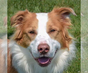 Australian Shepherd-Great Pyrenees Mix Dogs for adoption in Huntley, IL, USA
