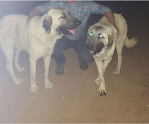 Anatolian Shepherd Dogs for adoption in Higley, AZ, USA