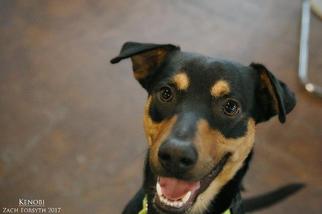 Labrottie Dogs for adoption in St Helens, OR, USA