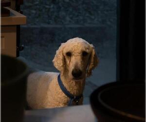 Poodle (Standard)-Unknown Mix Dogs for adoption in Las Vegas, NV, USA