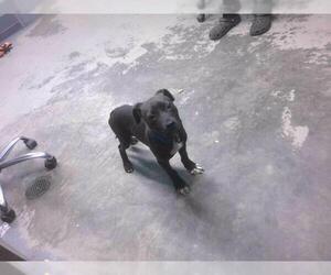 American Pit Bull Terrier-Unknown Mix Dogs for adoption in Tallahassee, FL, USA