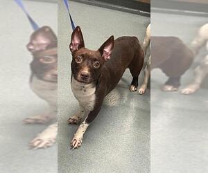 Chihuahua Dogs for adoption in Baytown, TX, USA