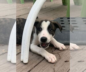 Mutt Dogs for adoption in Wheaton, IL, USA