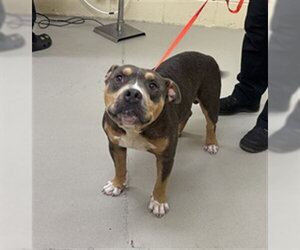 Mutt Dogs for adoption in Sanford, FL, USA