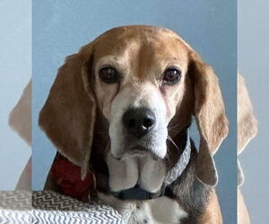 Beagle Dogs for adoption in Fairfax, VA, USA