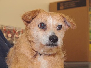 Border Terrier Dogs for adoption in Mishawaka, IN, USA