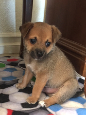 Medium Photo #1 Puggle Puppy For Sale in Rancho Santa Margarita, CA, USA