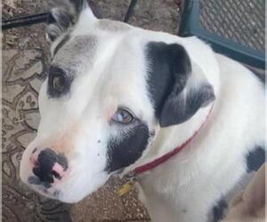American Pit Bull Terrier-Unknown Mix Dogs for adoption in Oklahoma City, OK, USA