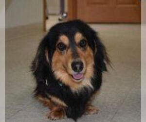 Dachshund Dogs for adoption in Neillsville, WI, USA