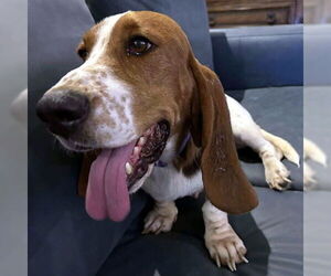 Basset Hound Dogs for adoption in Deepwater, NJ, USA