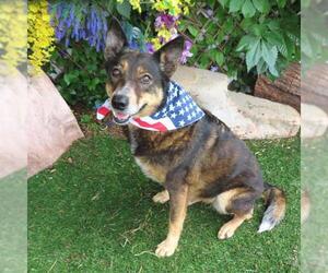 Mutt Dogs for adoption in Oklahoma City, OK, USA