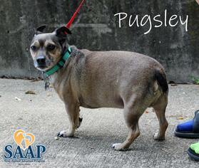 Chug Dogs for adoption in Newport, KY, USA