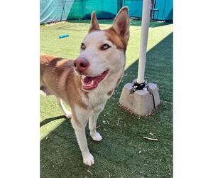 Siberian Husky Dogs for adoption in Charlotte, NC, USA