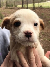Small Chihuahua-Labrador Retriever Mix
