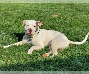 American Bulldog-Unknown Mix Dogs for adoption in Germantown, OH, USA
