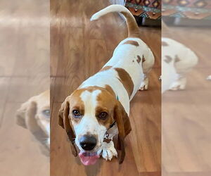Basset Hound Dogs for adoption in Petaluma, CA, USA