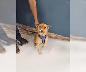 Collie-Unknown Mix Dogs for adoption in Temple, TX, USA