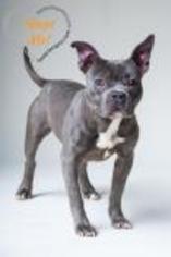 American French Bull Terrier Dogs for adoption in Warrenton, VA, USA