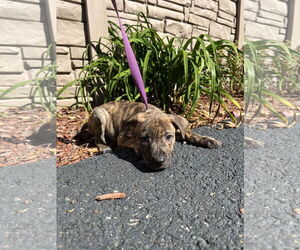 Mutt Dogs for adoption in Sterling, MA, USA