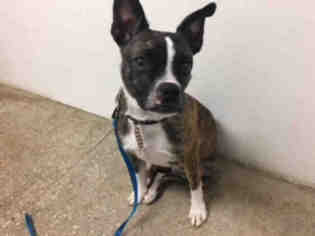 Boston Terrier Dogs for adoption in Lawrence, KS, USA