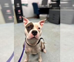 American Pit Bull Terrier-Unknown Mix Dogs for adoption in St. Cloud, FL, USA