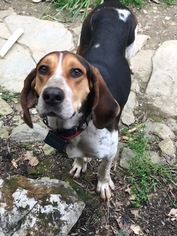 English Foxhound Dogs for adoption in Rutledge, TN, USA