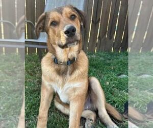 Mutt Dogs for adoption in Carrollton, TX, USA