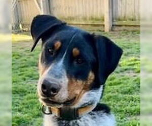 Rottweiler-Unknown Mix Dogs for adoption in Canton, CT, USA
