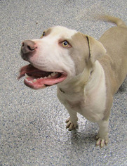 American Pit Bull Terrier-Unknown Mix Dogs for adoption in  Fort Mill , SC, USA