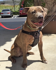 Bullboxer Pit Dogs for adoption in Mission Viejo, CA, USA