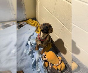 German Shepherd Dog-Unknown Mix Dogs for adoption in Brewster, MA, USA