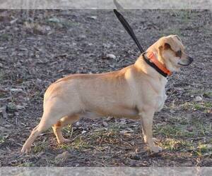 Chug Dogs for adoption in Alton, IL, USA
