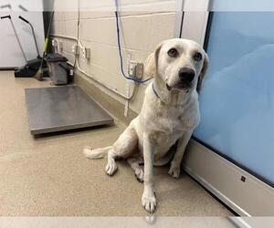 Labrador Retriever-Unknown Mix Dogs for adoption in Grand Prairie, TX, USA