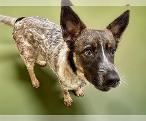 Mutt Dogs for adoption in Tulsa, OK, USA