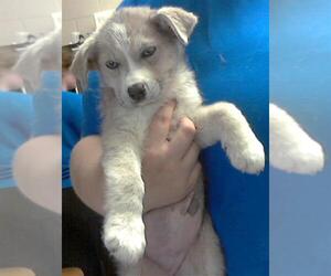 Labrador Retriever-Unknown Mix Dogs for adoption in Fayetteville, NC, USA