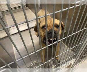 Mastiff Dogs for adoption in Modesto, CA, USA