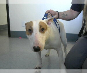 Bull Terrier Dogs for adoption in Big Bear City, CA, USA